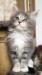 Cuccioli di gatto Maine Coon con pedigree 453079f.jpg