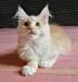 Cuccioli di gatto Maine Coon con pedigree 453079h.jpg