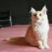 Cuccioli di gatto Maine Coon con pedigree 453079i.jpg