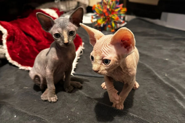 Molto giocosi Sphynx Canadese in Adozione moltogiocosisphynxcanadeseinad.png