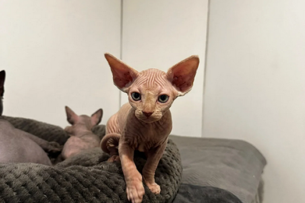 Molto giocosi Sphynx Canadese in Adozione moltogiocosisphynxcanadeseinad1.png