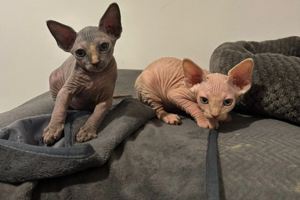 Molto giocosi Sphynx Canadese in Adozione moltogiocosisphynxcanadeseinad12.png