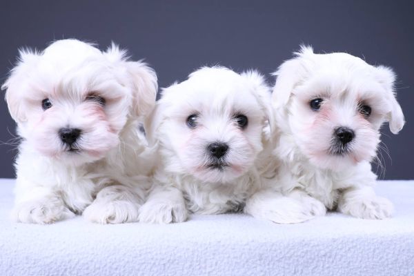 ⭐Maltese cuccioli bianchi e piccoli⭐ maltesecucciolibianchiepiccoli1.jpg