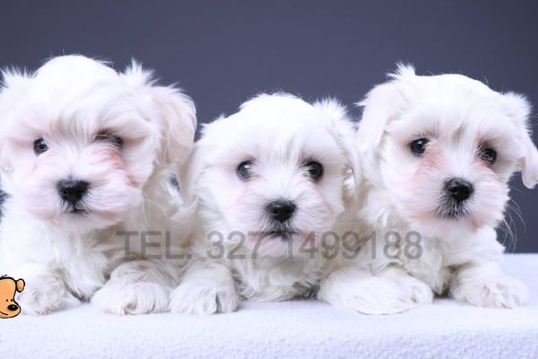 ⭐Maltese cuccioli bianchi e piccoli⭐ maltesecucciolibianchiepiccoli12.jpg