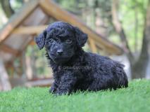 Cuccioli di Barboncino Nero CucciolidiBarboncinoNero12.jpg