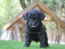 Cuccioli di Barboncino Nero CucciolidiBarboncinoNero123456.jpg