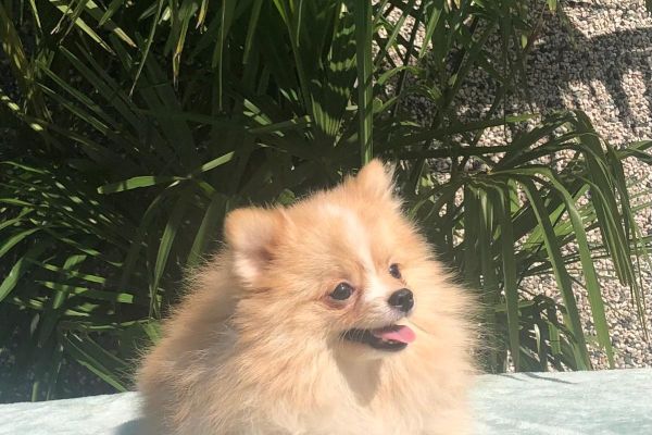 pomerania pomerania1.jpg
