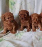 BARBONCINI TOY CUCCIOLI BARBONCINITOYCUCCIOLI1.jpg