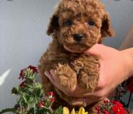 BARBONCINI TOY CUCCIOLI BARBONCINITOYCUCCIOLI123.jpg