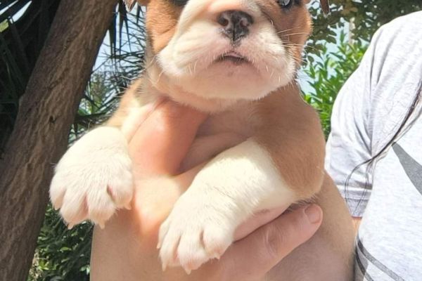 Bulldog inglese bulldoginglese.jpg