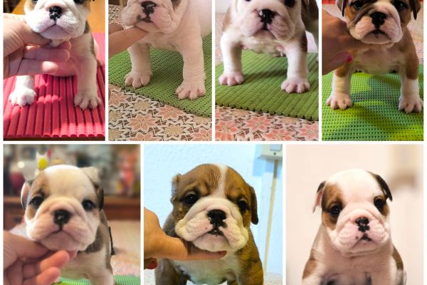 Bulldog inglese bulldoginglese1.jpg