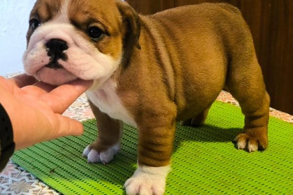 Bulldog inglese bulldoginglese12.jpg