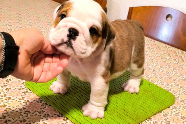 Bulldog inglese bulldoginglese1234.jpg