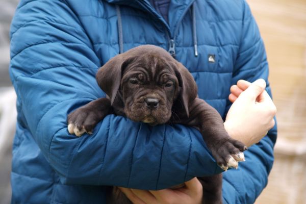 Cane Corso cuccioli canecorsocuccioli.jpg