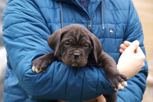 Cane Corso cuccioli canecorsocuccioli1.jpg
