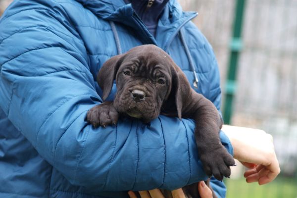 Cane Corso cuccioli canecorsocuccioli12.jpg