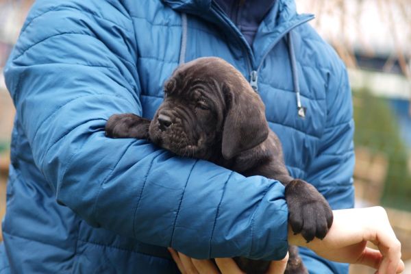 Cane Corso cuccioli canecorsocuccioli1234.jpg