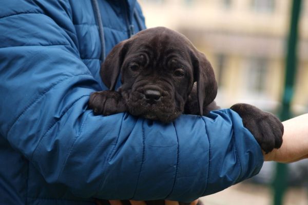 Cane Corso cuccioli canecorsocuccioli12345.jpg