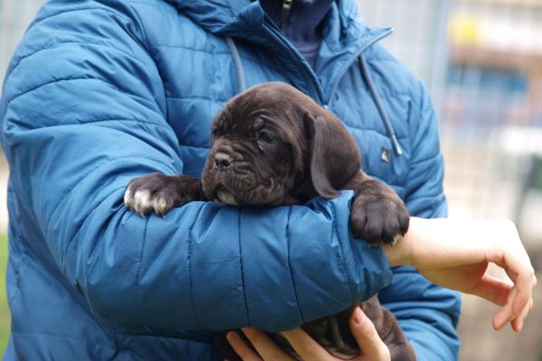 Cane Corso cuccioli canecorsocuccioli123456.jpg