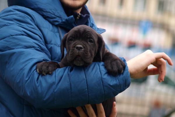 Cane Corso cuccioli canecorsocuccioli1234567.jpg