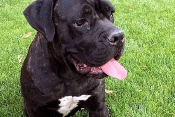 Cane Corso cuccioli canecorsocuccioli12345678.jpg