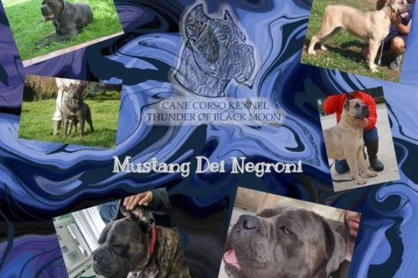 Cane Corso cuccioli canecorsocuccioli123456789.jpg