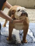 Cucciolotta Bulldog inglese puro CucciolottaBulldoginglesepuro.jpg