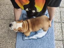 Cucciolotta Bulldog inglese puro CucciolottaBulldoginglesepuro1.jpg