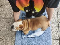 Cucciolotta Bulldog inglese puro CucciolottaBulldoginglesepuro12.jpg