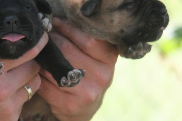 Cane Corso cuccioli in vendita canecorsocuccioliinvendita.jpg