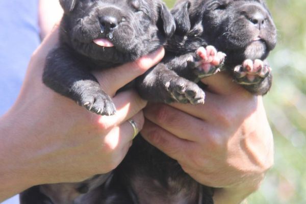 Cane Corso cuccioli in vendita canecorsocuccioliinvendita1.jpg