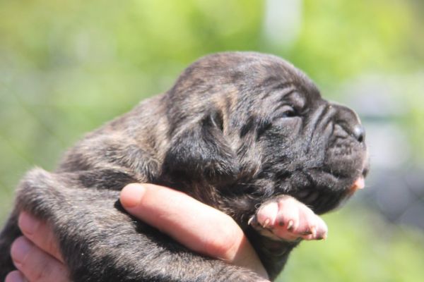 Cane Corso cuccioli in vendita canecorsocuccioliinvendita12.jpg