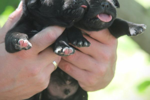 Cane Corso cuccioli in vendita canecorsocuccioliinvendita123.jpg