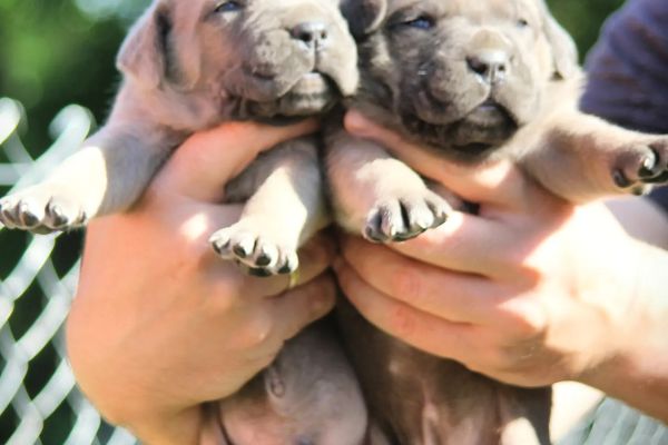 Cane Corso cuccioli in vendita canecorsocuccioliinvendita1234.jpg