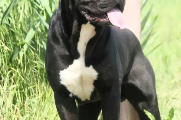 Cane Corso cuccioli in vendita canecorsocuccioliinvendita123456.jpg