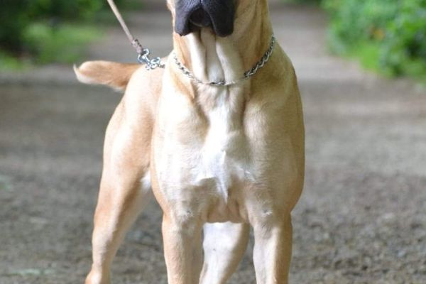 Cane Corso cuccioli in vendita canecorsocuccioliinvendita1234567.jpg