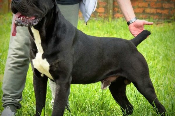 Cane Corso cuccioli in vendita canecorsocuccioliinvendita12345678.jpg