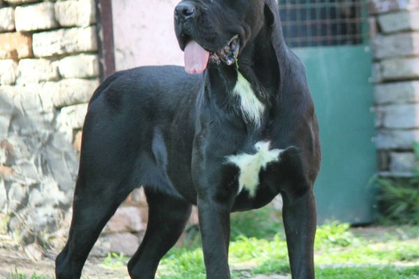 Cane Corso cuccioli in vendita canecorsocuccioliinvendita123456789.jpg