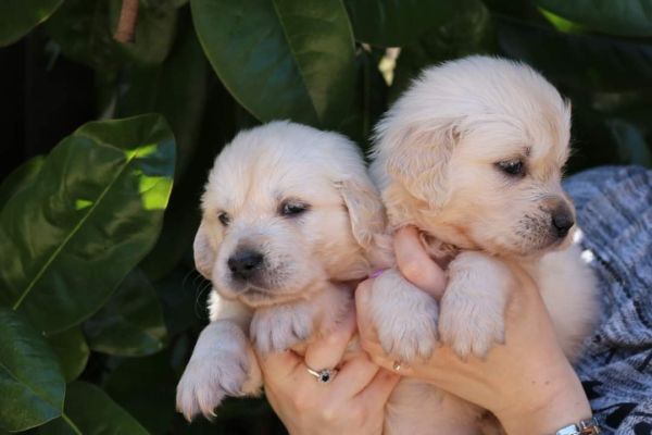 Cuccioli Golden Retriever cuccioligoldenretriever-6441a34231399.jpg