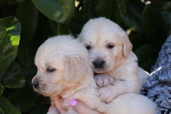 Cuccioli Golden Retriever cuccioligoldenretriever-6441a3427a614.jpg