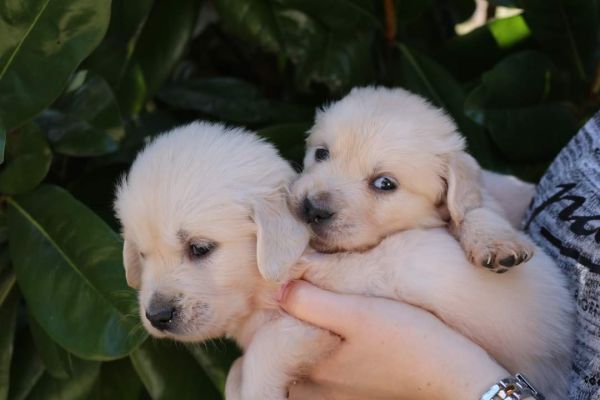 Cuccioli Golden Retriever cuccioligoldenretriever-6441a342a8b1c.jpg