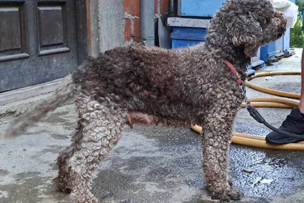 Lagotto Romagnolo cuccioli lagottoromagnolocuccioli-651c70227bbfd.jpg