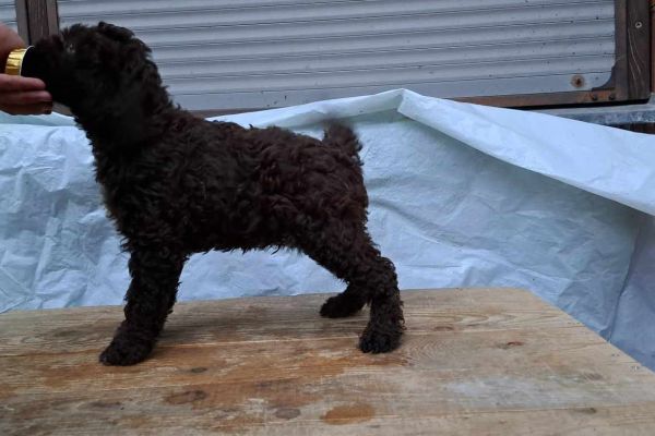 Lagotto Romagnolo cuccioli lagottoromagnolocuccioli.jpg