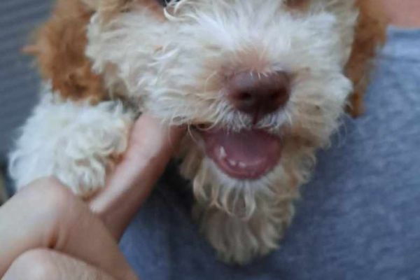 Lagotto Romagnolo cuccioli lagottoromagnolocuccioli1.jpg