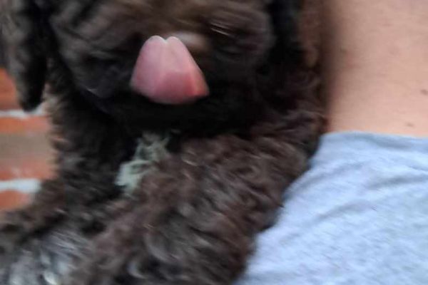 Lagotto Romagnolo cuccioli lagottoromagnolocuccioli12.jpg