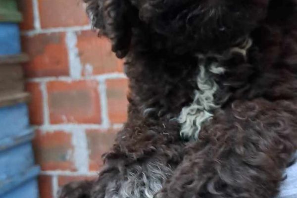 Lagotto Romagnolo cuccioli lagottoromagnolocuccioli123.jpg