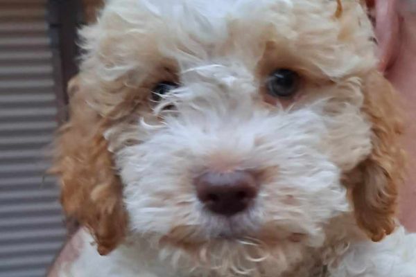 Lagotto Romagnolo cuccioli lagottoromagnolocuccioli1234.jpg