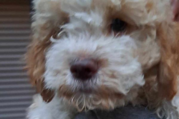 Lagotto Romagnolo cuccioli lagottoromagnolocuccioli12345.jpg