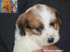 Jack Russell Terrier - Cuccioli Altamente Selezionati 438880a.jpg