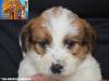 Jack Russell Terrier - Cuccioli Altamente Selezionati 438880b.jpg